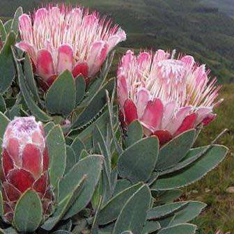 Protea subvestita - 5 Seed Pack - Indigenous Endemic Cut Flower Fynbos Shrub