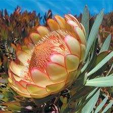 Protea sulphurea Seeds - Indigenous Endemic Cut Flower Fynbos Shrub
