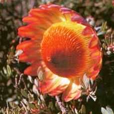 Protea sulphurea Seeds - Indigenous Endemic Cut Flower Fynbos Shrub
