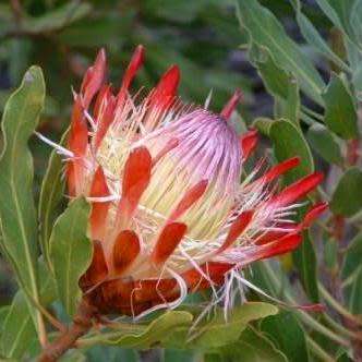 Protea susannae Seeds - Indigenous Endemic Cut Flower Fynbos Shrub - Combined Global Shipping