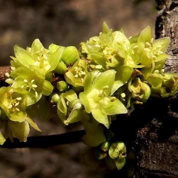Pseudolachnostylis maprouneifolia, Kudu Berry Seeds - Indigenous Medicinal - Global Shipping