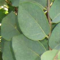 Pseudolachnostylis maprouneifolia, Kudu Berry Seeds - Indigenous Medicinal - Global Shipping