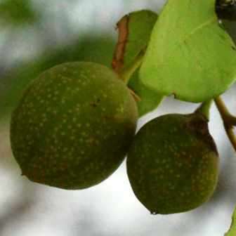 Pseudolachnostylis maprouneifolia, Kudu Berry Seeds - Indigenous Medicinal - Global Shipping