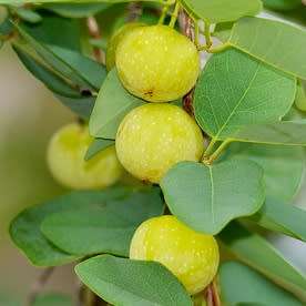 Pseudolachnostylis maprouneifolia, Kudu Berry Seeds - Indigenous Medicinal - Global Shipping