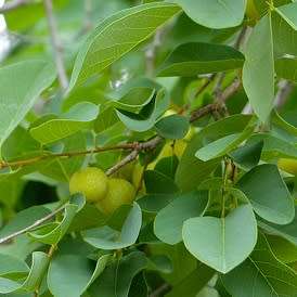 Pseudolachnostylis maprouneifolia, Kudu Berry Seeds - Indigenous Medicinal - Global Shipping
