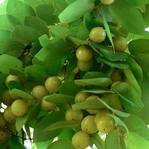 Pseudolachnostylis maprouneifolia, Kudu Berry Seeds - Indigenous Medicinal - Global Shipping