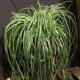 Puya mirabilis Seeds - Exotic Bromeliad - Combined Global Shipping