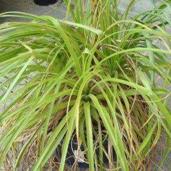 Puya mirabilis Seeds - Exotic Bromeliad - Combined Global Shipping