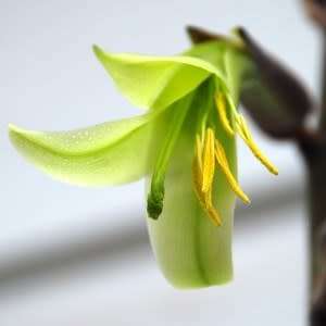 Puya mirabilis Seeds - Exotic Bromeliad - Combined Global Shipping