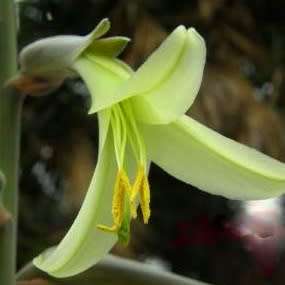 Puya mirabilis Seeds - Exotic Bromeliad - Combined Global Shipping