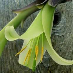 Puya mirabilis Seeds - Exotic Bromeliad - Combined Global Shipping