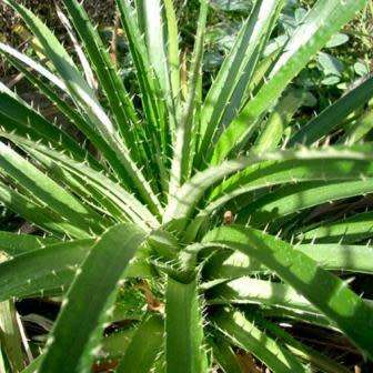 Puya mirabilis Seeds - Exotic Bromeliad - Combined Global Shipping
