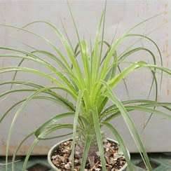 Puya mirabilis Seeds - Exotic Bromeliad - Combined Global Shipping