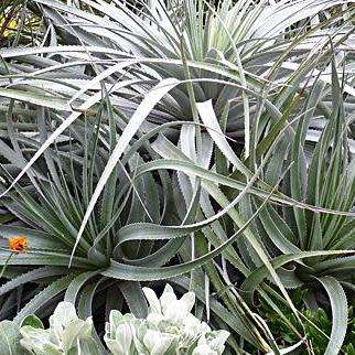 Puya venusta - 5 Seed Pack - Rare Exotic Succulent Bromeliad - Combined Global Shipping