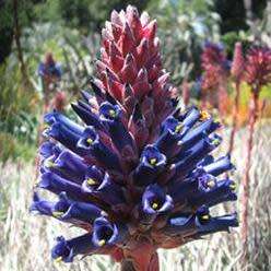 Puya venusta - 5 Seed Pack - Rare Exotic Succulent Bromeliad - Combined Global Shipping