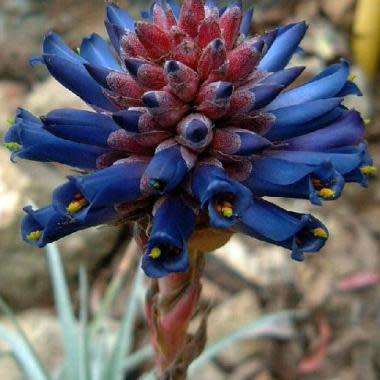 Puya venusta - 5 Seed Pack - Rare Exotic Succulent Bromeliad - Combined Global Shipping