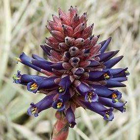 Puya venusta - 5 Seed Pack - Rare Exotic Succulent Bromeliad - Combined Global Shipping