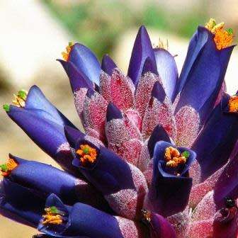 Puya venusta - 5 Seed Pack - Rare Exotic Succulent Bromeliad - Combined Global Shipping
