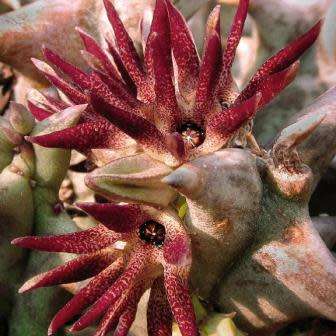 Quaqua mammillaris Seeds - Indigenous South African Stapeliad Succulents - Global Shipping