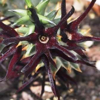 Quaqua mammillaris Seeds - Indigenous South African Stapeliad Succulents - Global Shipping