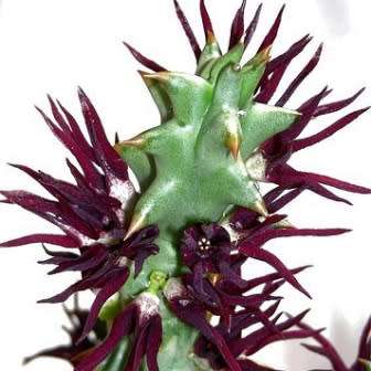 Quaqua mammillaris Seeds - Indigenous South African Stapeliad Succulents - Global Shipping