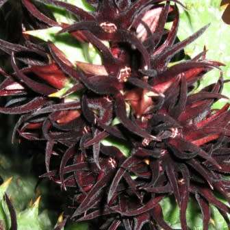 Quaqua mammillaris Seeds - Indigenous South African Stapeliad Succulents - Global Shipping