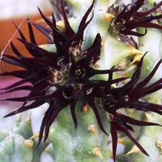 Quaqua mammillaris Seeds - Indigenous South African Stapeliad Succulents - Global Shipping
