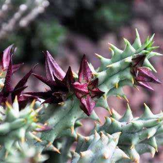 Quaqua mammillaris Seeds - Indigenous South African Stapeliad Succulents - Global Shipping