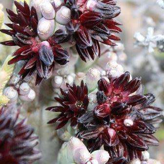 Quaqua mammillaris Seeds - Indigenous South African Stapeliad Succulents - Global Shipping