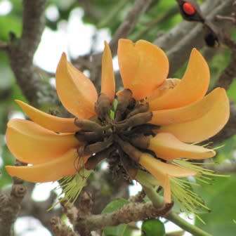 Erythrina caffra Cream Flowering Coast Coral Tree 3 Seed Pack - Kuskoraalboom - Indigenous NEW