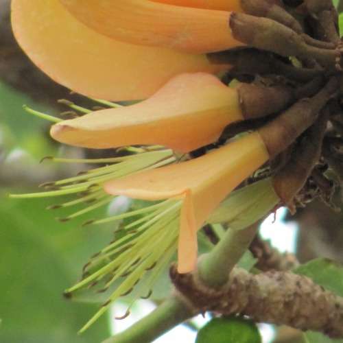 Erythrina caffra Cream Flowering Coast Coral Tree 3 Seed Pack - Kuskoraalboom - Indigenous NEW