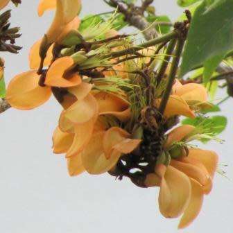 Erythrina caffra Cream Flowering Coast Coral Tree 3 Seed Pack - Kuskoraalboom - Indigenous NEW
