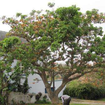 Erythrina caffra Cream Flowering Coast Coral Tree 3 Seed Pack - Kuskoraalboom - Indigenous NEW