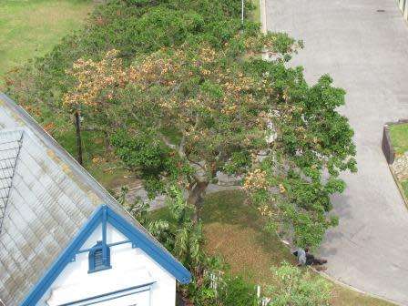 Erythrina caffra Cream Flowering Coast Coral Tree 3 Seed Pack - Kuskoraalboom - Indigenous NEW