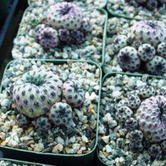 Rebutia canigueralii - 5 Seed Pack - Exotic Cactus Succulent - Combined Global Shipping