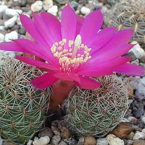 Rebutia canigueralii - 5 Seed Pack - Exotic Cactus Succulent - Combined Global Shipping