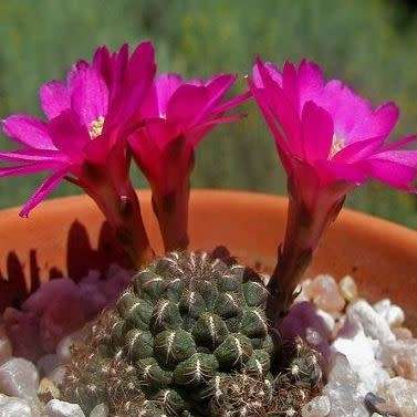 Rebutia canigueralii - 5 Seed Pack - Exotic Cactus Succulent - Combined Global Shipping