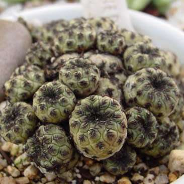 Rebutia canigueralii - 5 Seed Pack - Exotic Cactus Succulent - Combined Global Shipping