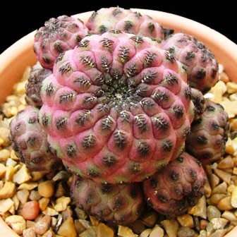 Rebutia canigueralii - 5 Seed Pack - Exotic Cactus Succulent - Combined Global Shipping