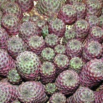 Rebutia canigueralii - 5 Seed Pack - Exotic Cactus Succulent - Combined Global Shipping