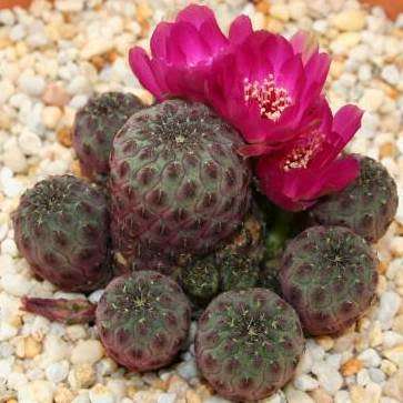 Rebutia canigueralii - 5 Seed Pack - Exotic Cactus Succulent - Combined Global Shipping