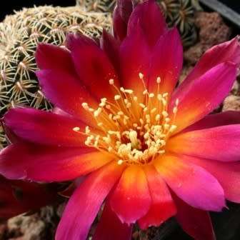Rebutia canigueralii - 5 Seed Pack - Exotic Cactus Succulent - Combined Global Shipping