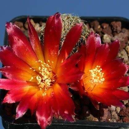 Rebutia canigueralii - 5 Seed Pack - Exotic Cactus Succulent - Combined Global Shipping