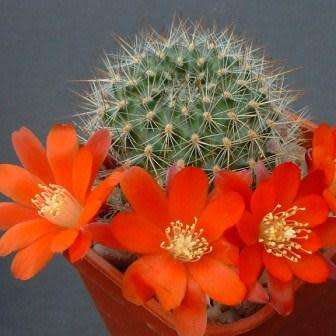Rebutia fiebrigii - 5 Seed Pack - Exotic Cactus Succulent -Combined Global Shipping
