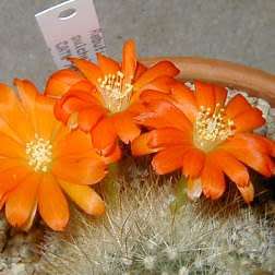 Rebutia fiebrigii - 5 Seed Pack - Exotic Cactus Succulent -Combined Global Shipping