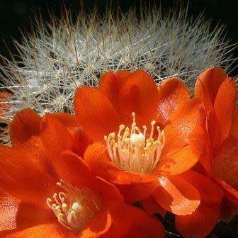 Rebutia fiebrigii - 5 Seed Pack - Exotic Cactus Succulent -Combined Global Shipping