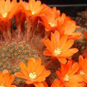 Rebutia fiebrigii - 5 Seed Pack - Exotic Cactus Succulent -Combined Global Shipping