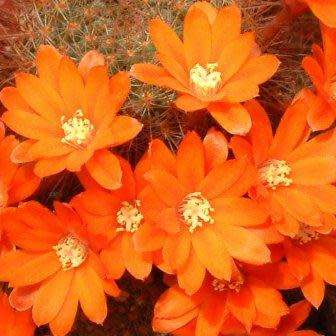 Rebutia fiebrigii - 5 Seed Pack - Exotic Cactus Succulent -Combined Global Shipping