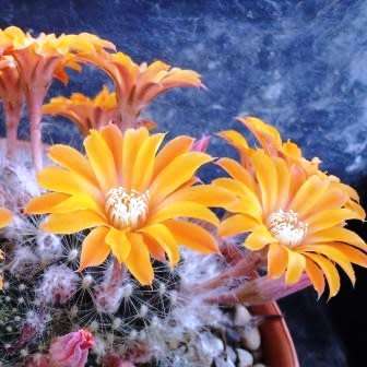 Rebutia fiebrigii - 5 Seed Pack - Exotic Cactus Succulent -Combined Global Shipping