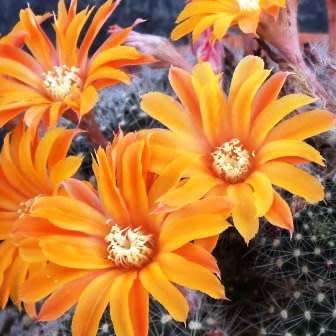 Rebutia fiebrigii - 5 Seed Pack - Exotic Cactus Succulent -Combined Global Shipping